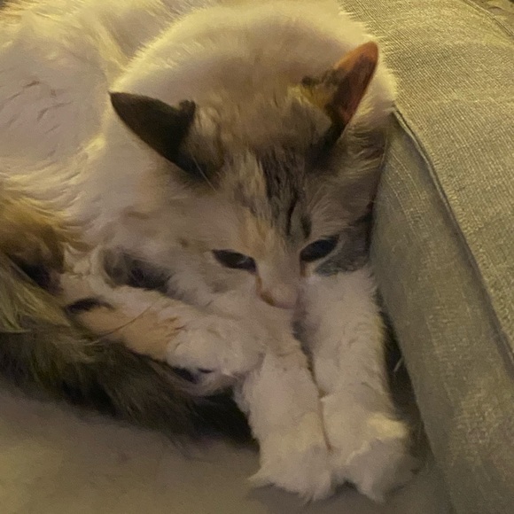 Meet your Posher, Michelle - Picture 8 of 17